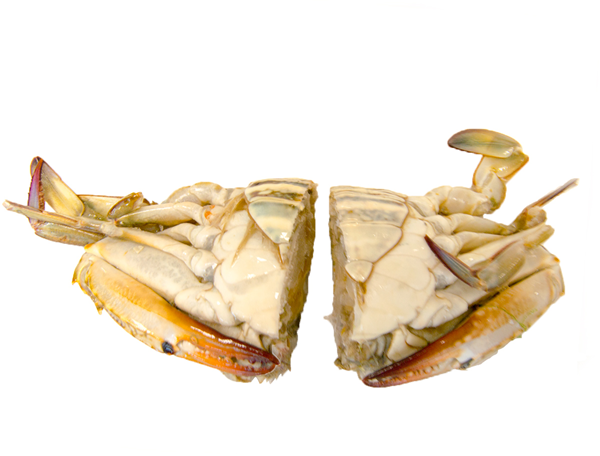 SOCEPA