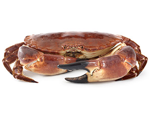 Buey de mar