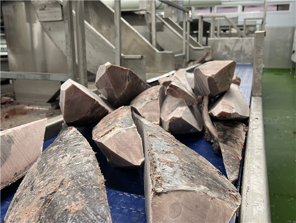 New tuna processing factory Conxemar 2025