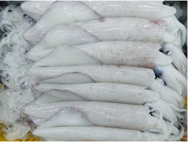 Jeelani Squid 