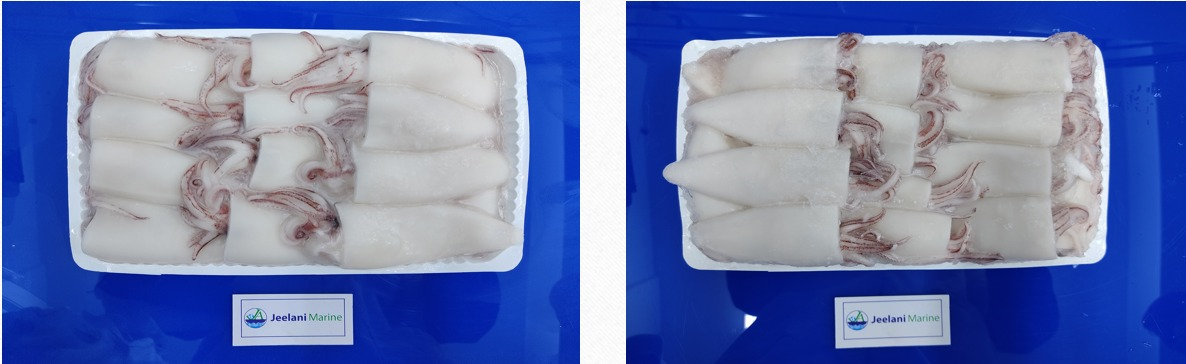 Jeelani Squid 