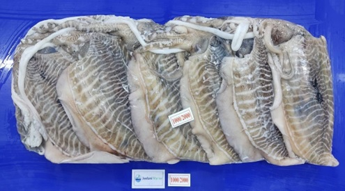 Jeelani Cuttle Fish 