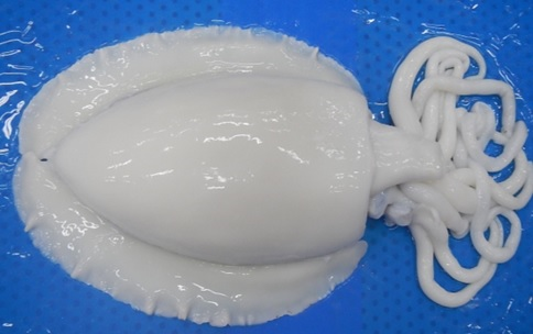 Jeelani Cuttle Fish 