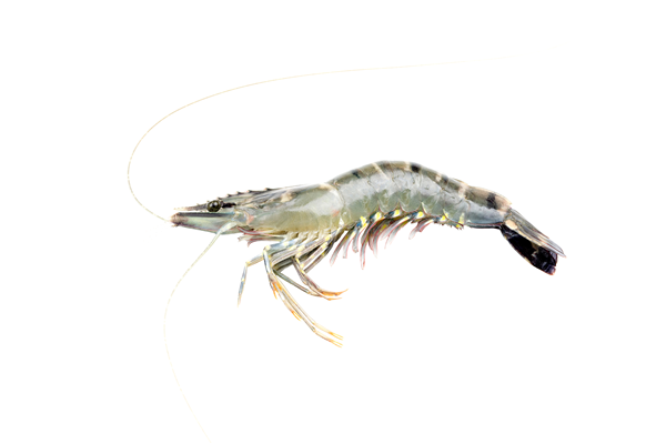 Seacon, Sealight & Happy Fish